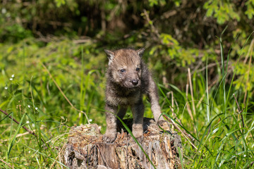 One month old wolf cub