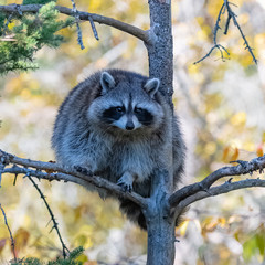 Obraz premium A cute racoon on a tree in Canada, Procyon lotor, portrait