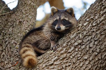 Raccoon