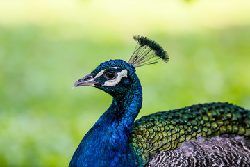 Naklejka premium peacock on green background