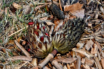 Pine cones on the ground after an Autumn rain shower