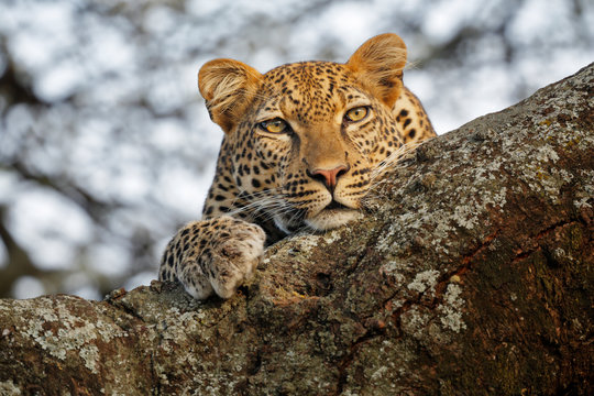Leopard