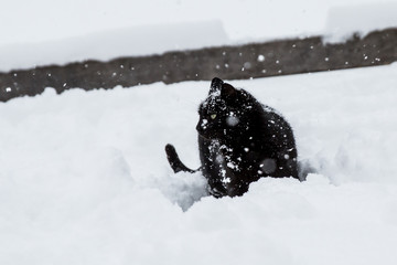 black cat walking on white snow