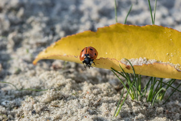 herbst