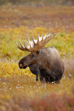 Bull Moose