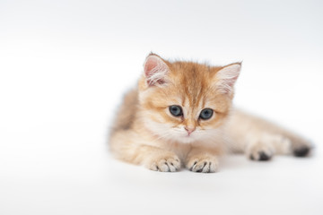 Cute British Longhair cat
