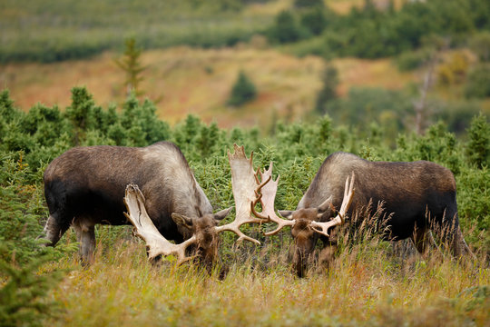 Bull Moose Sparing