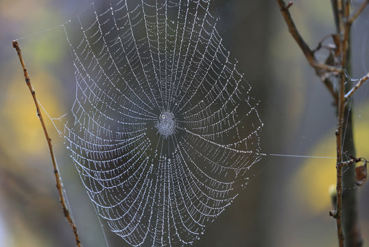 spider web in morning dew
