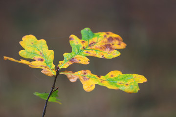oak twig in morning dew