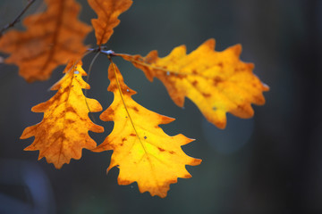 autumn oak twig