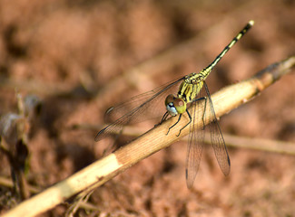 Macro photos of dragonflies perched on dry grass