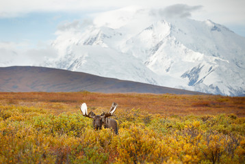 Moose and Denali