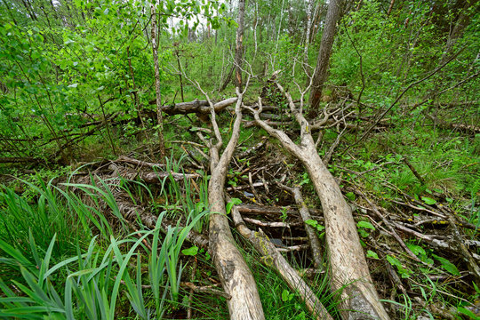 Biber-Fra&szlig;spuren im Nationalpark Polesie, Polen - beaver felled tree in Polesie National Park, Poland 