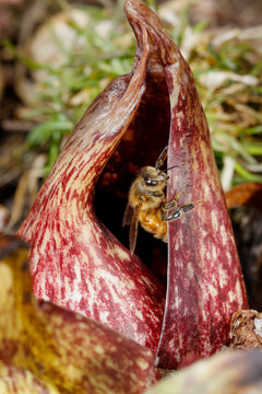 Honey Bee in Skunk Cabbage