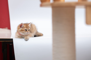 Cute British Longhair cat