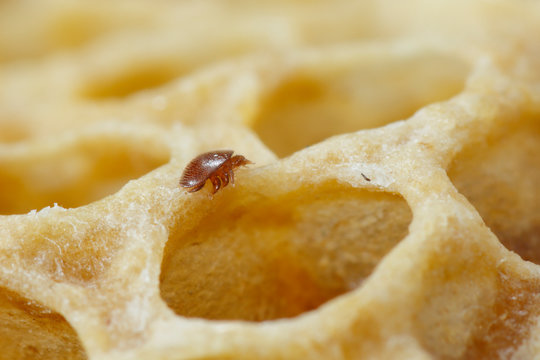 Varroa Mite on Honey Bee Comb