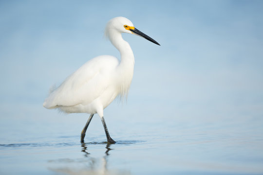 Snowy Egret