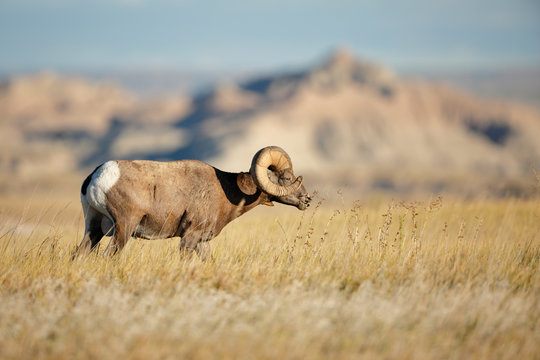 Bighorn Sheep