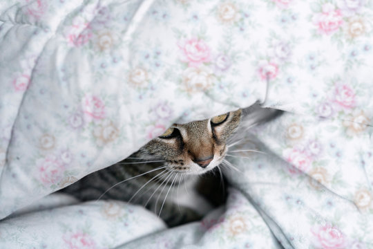 Cute cat hidden under floral blanket