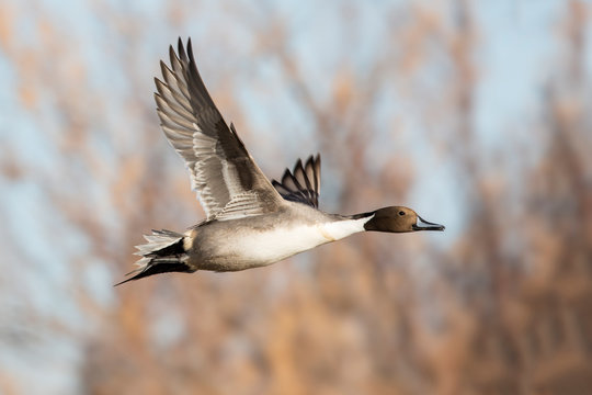Nothern Pintail