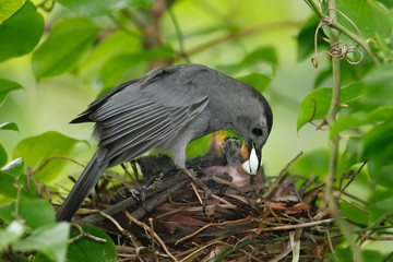 Gray Catbird