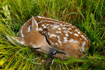 Fawn sleeping in grass