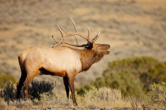 Bull Elk