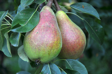 A pear ripens on a tree branch