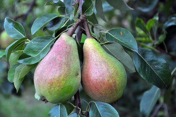 A pear ripens on a tree branch