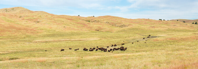 Panoram of American Bison