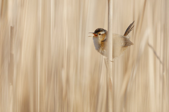 Marsh Wren