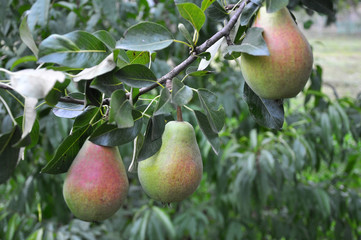 A pear ripens on a tree branch