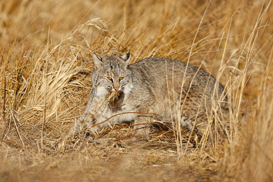 Bobcat Catching a Vole