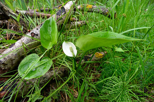 Sumpf-Calla / Drachenwurz (Calla palustris) - bog arum, marsh calla, wild calla,