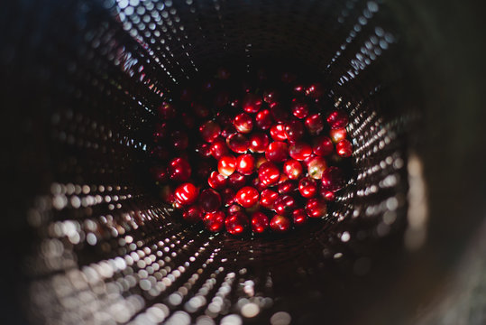Coffee berries
