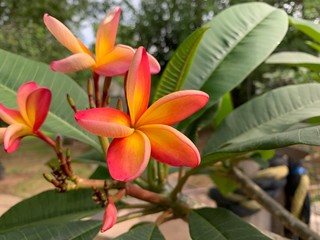 flower in garden