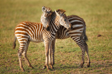 Zebra Foals