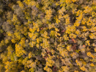 Aerial drone top down shot of the autumn forest.
