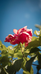 Obraz premium pink rose on blue sky
