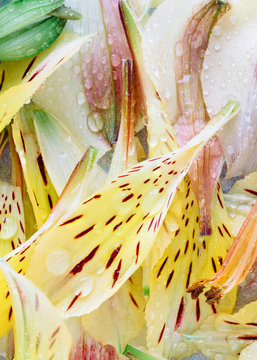 Close up of wet peruvian lily petals