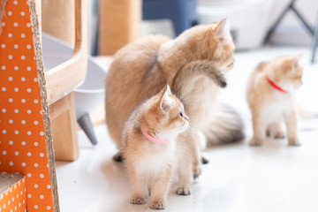 Cute British Longhair cat