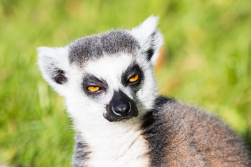 Ring tailed lemur gazes whilst sunbathing on the grass.