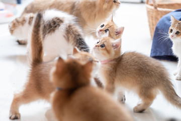 Cute British Longhair cat