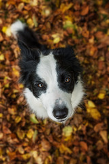 Border collie dog sitting in colorful autumn leaves