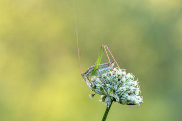 Green grasshopper with long mustache sits on flower, close-up.