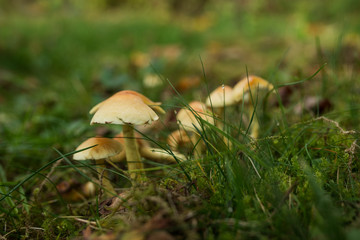 Little mushrooms in a garden meadow