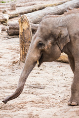 Portrait format image of an Asian elephant reaching out for food with its trunk.