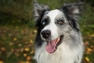 Happy border collie dog in autumn landscape