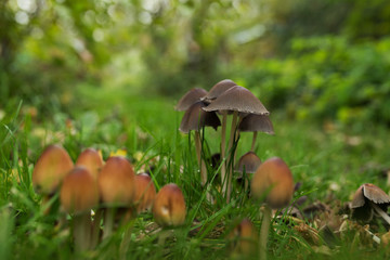 Little mushrooms in a garden meadow