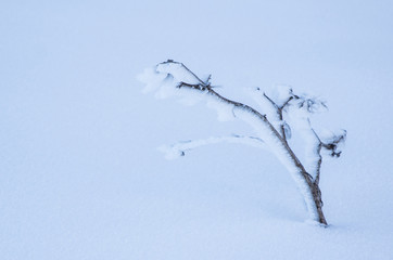 winter tree in the snow
